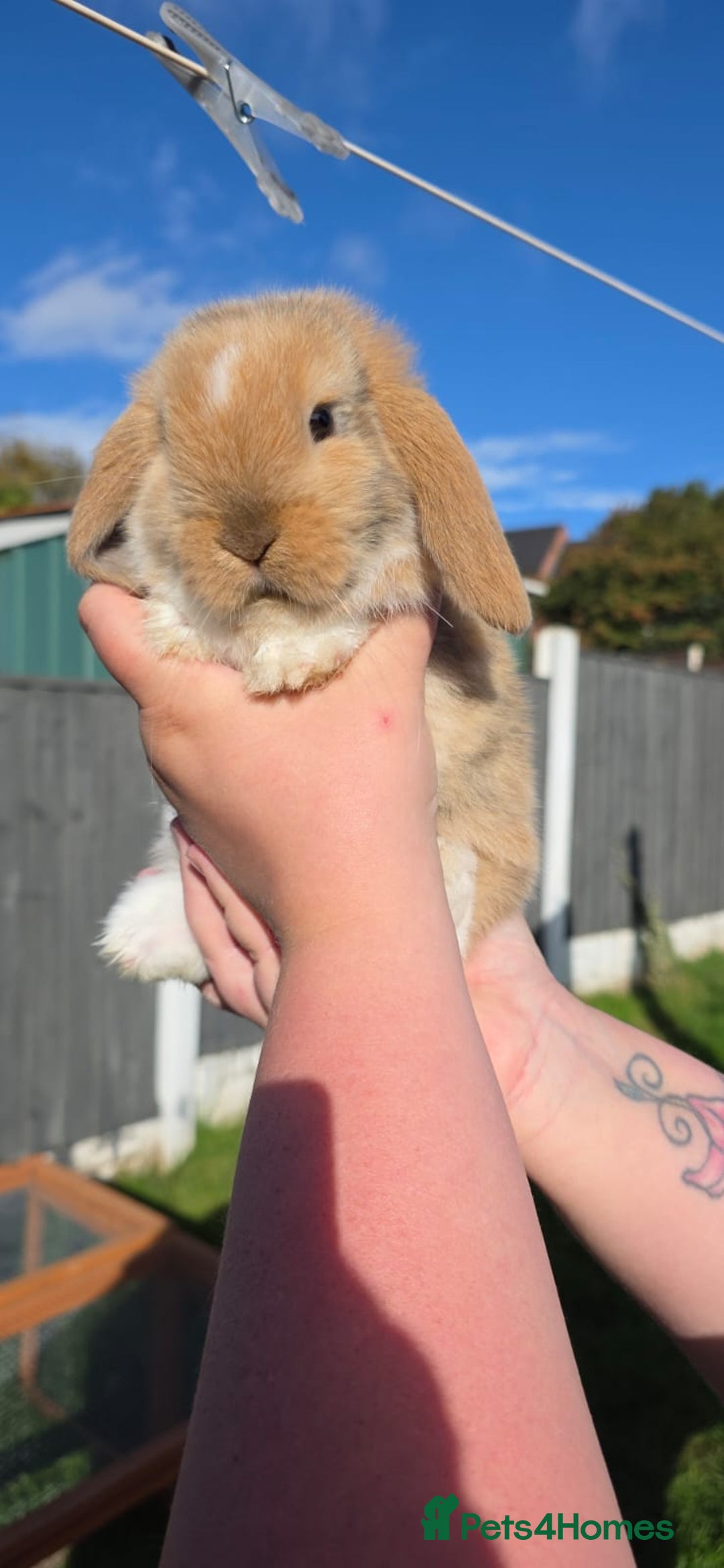 Mini Lop rabbits for sale: Two Mini Lop Bucks for Sale - Image 10
