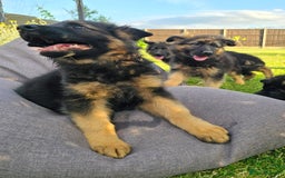 German Shepherd dogs for sale: Outstanding KC longhaired german shepherd puppies - Image 4
