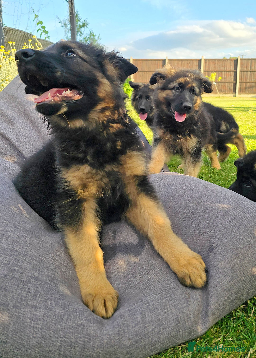 German Shepherd dogs for sale: Outstanding KC longhaired german shepherd puppies - Image 4