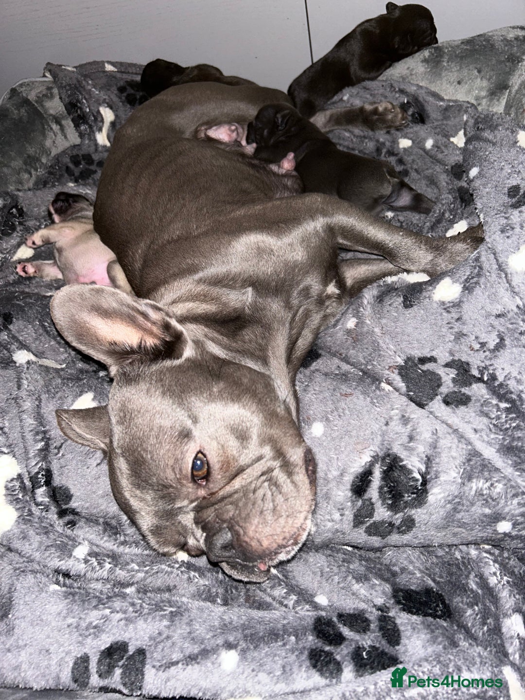 French Bulldog dogs for sale: 4 beautiful boys looking for forever homes - Advert 1