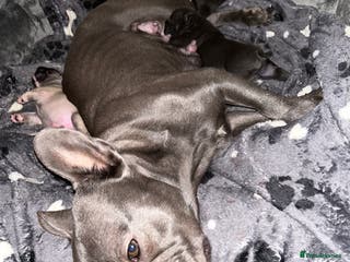 French Bulldog dogs 4 beautiful boys looking for forever homes - Advert 12