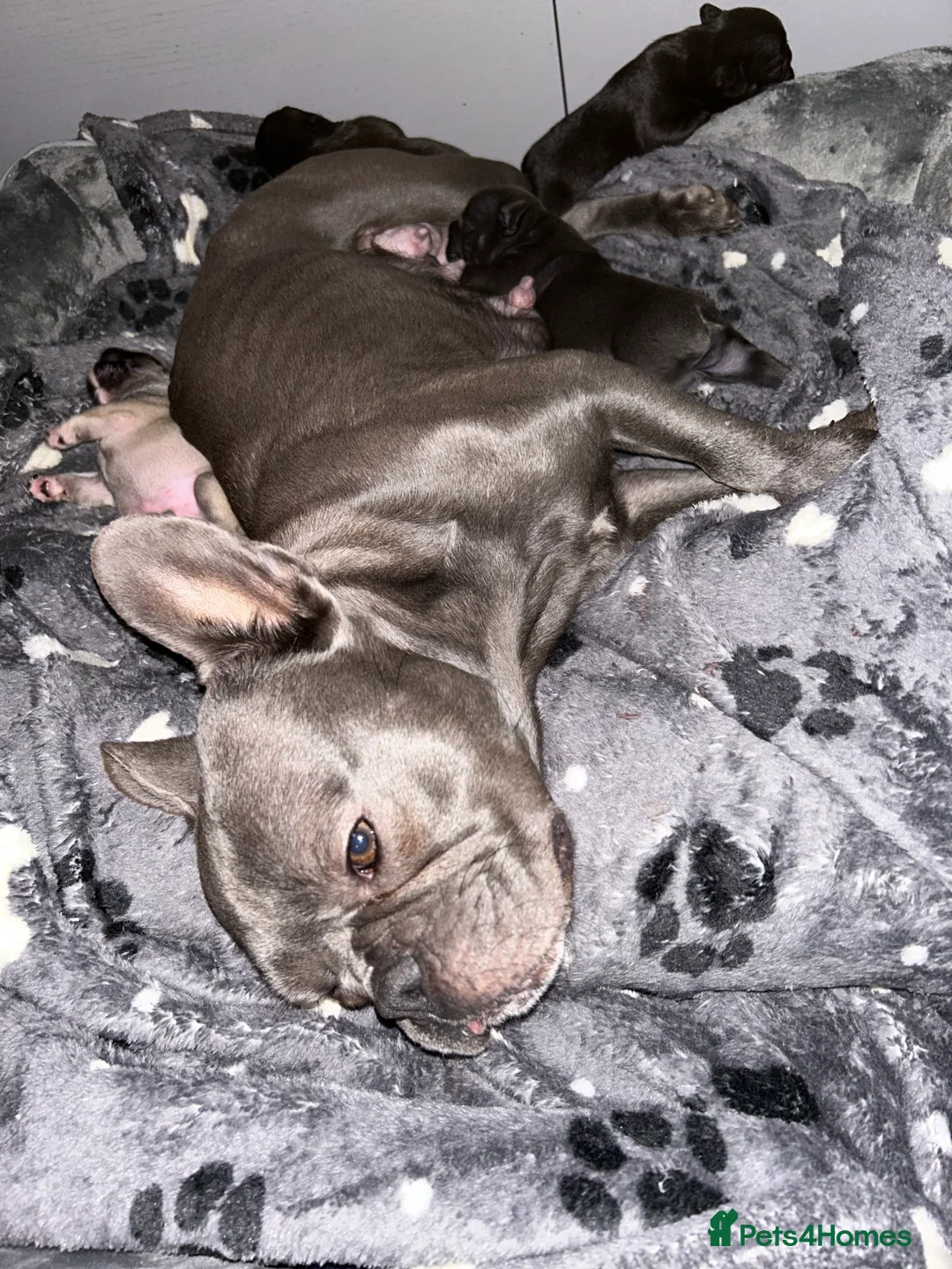 French Bulldog dogs for sale: 1 beautiful boy left looking for forever homes - Advert 1