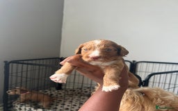 Cockapoo dogs for sale: 2 Beautiful Boy Cockapoo Puppies Left!! - Image 17