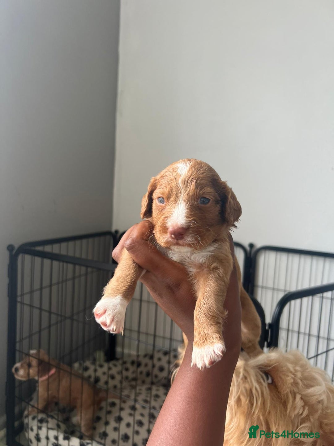 Cockapoo dogs for sale: 2 Beautiful Boy Cockapoo Puppies Left!! - Image 17