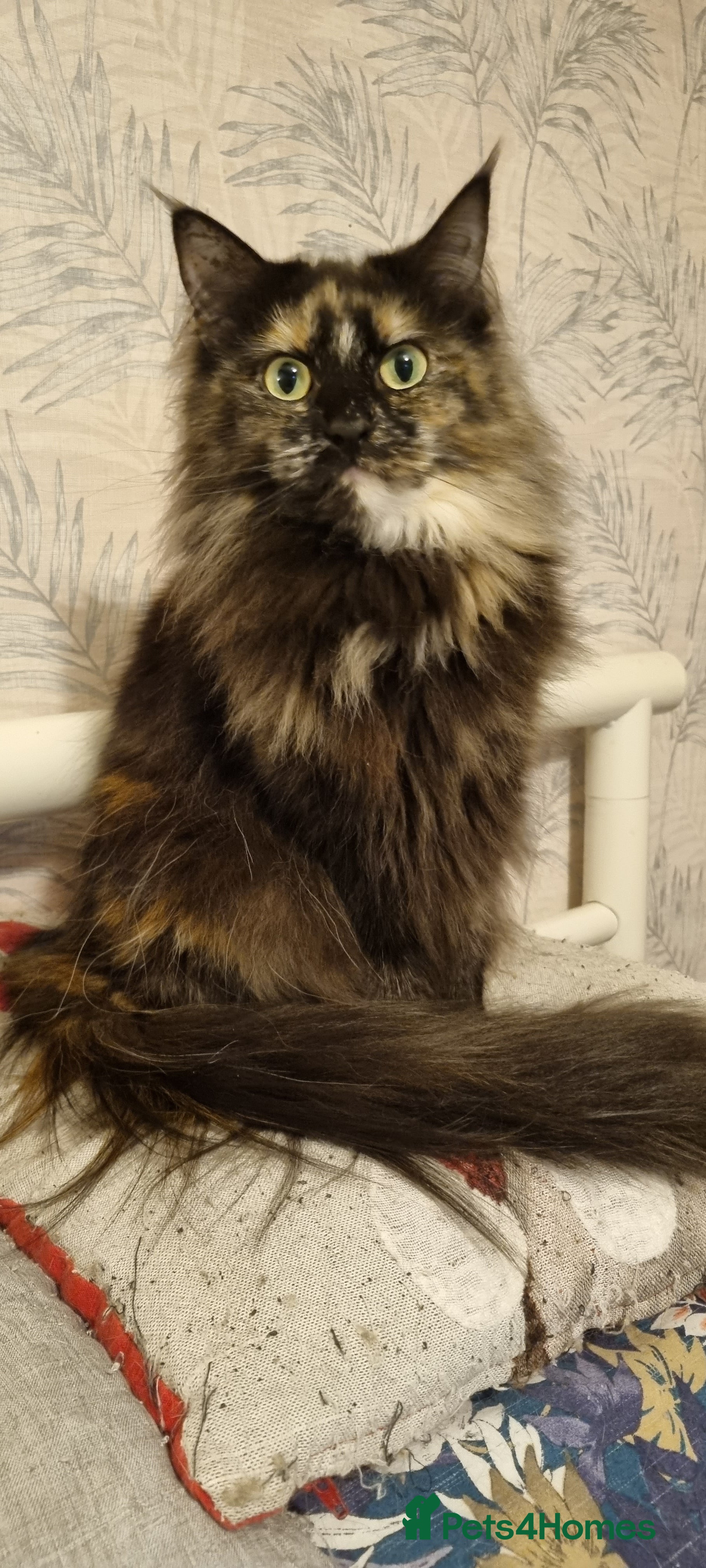 Maine Coon cats Two sisters looking for 5 star loving homes - Advert 1