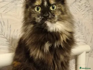 Maine Coon cats Two sisters looking for 5 star loving homes - Advert 1