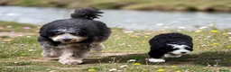 Bernedoodle dogs for sale: Beautiful large standard bernedoodle puppies  - Advert 9