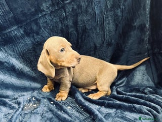 Dachshund dogs Male Dachshund 😘 😘 xx - Advert 17