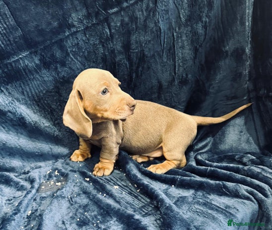 Dachshund dogs Male Dachshund 😘 😘 xx - Advert 1