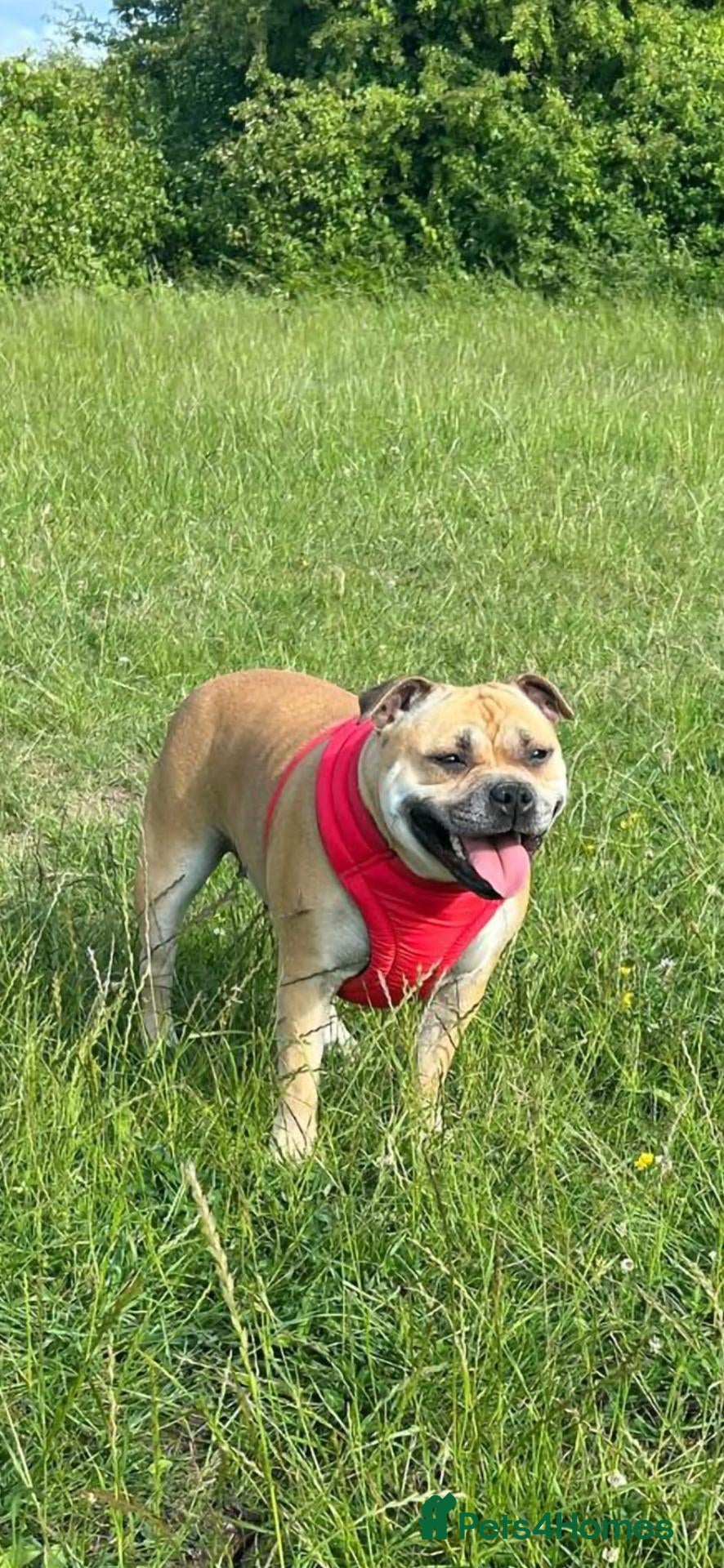 Staffordshire Bull Terrier dogs 8 outstanding K C registered puppies  - Advert 2