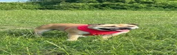 Staffordshire Bull Terrier dogs for sale: 8 outstanding K C registered puppies  - Advert 7