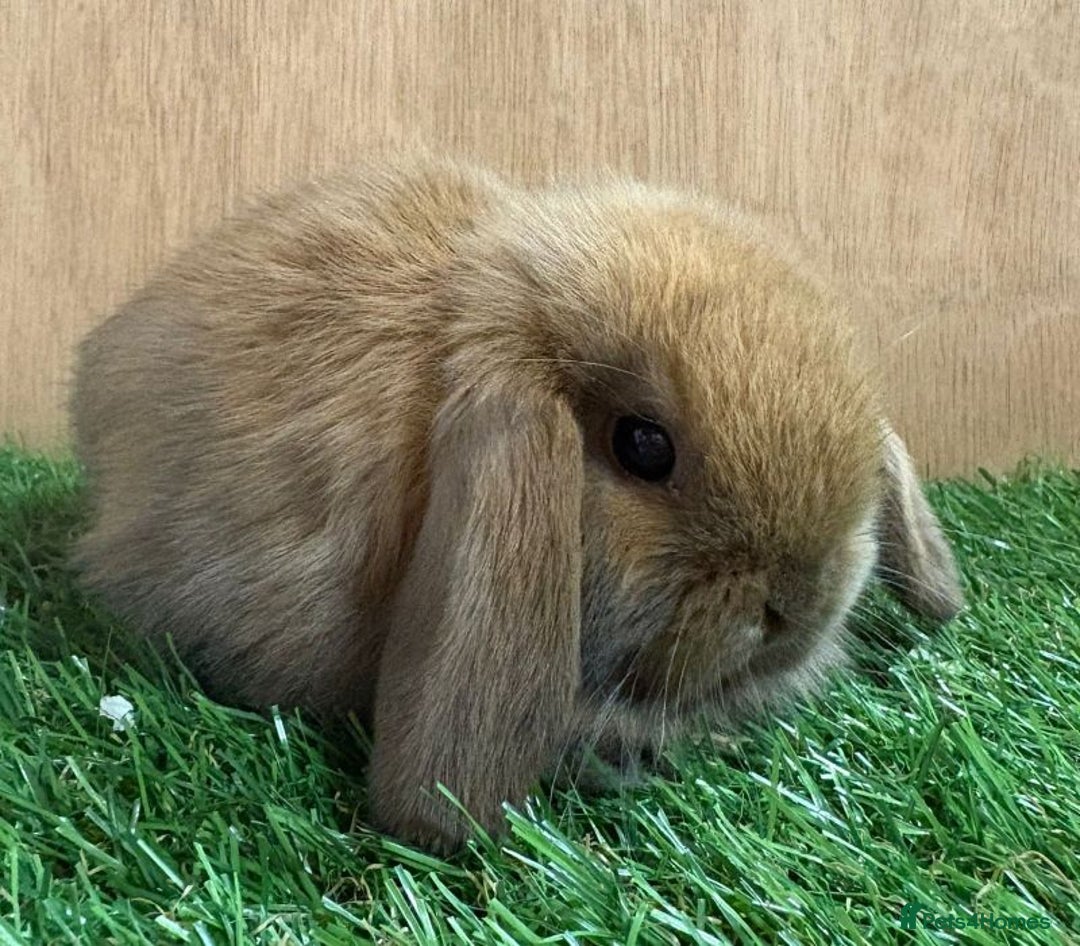 Mini Lop rabbits for sale: Vaccinated wellhandled Mini Lop-please read advert - Image 6