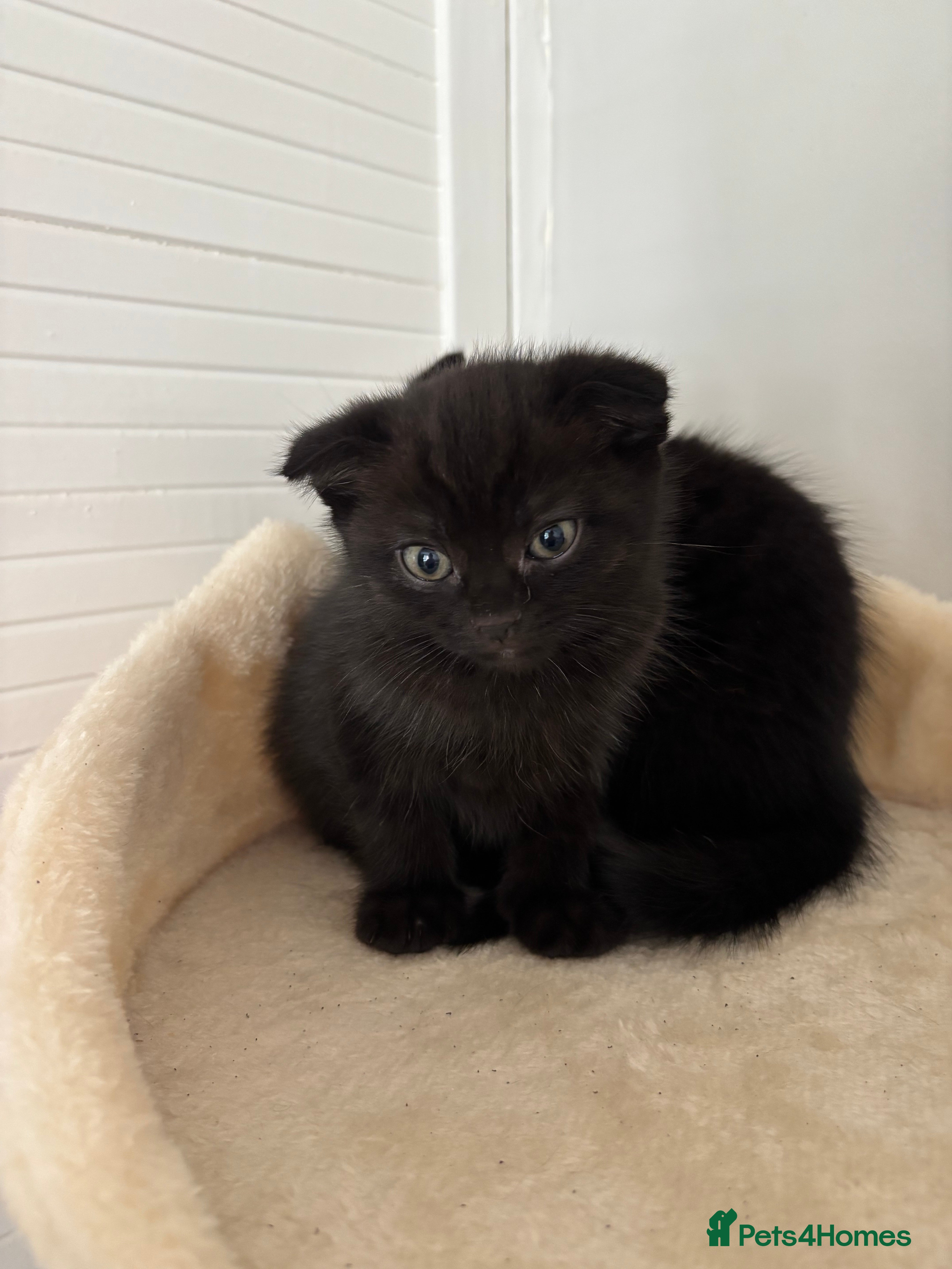 Ragdoll cats Scottish fold/Ragdoll kittens - Advert 2