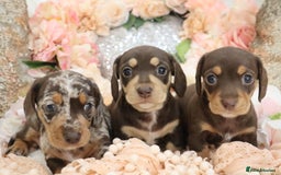 Miniature Dachshund dogs for sale: KC Registered Miniature Dachshund Puppies - Image 13
