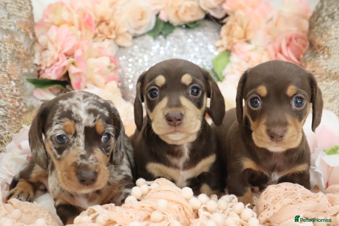 Miniature Dachshund dogs for sale: KC Registered Miniature Dachshund Puppies - Image 13