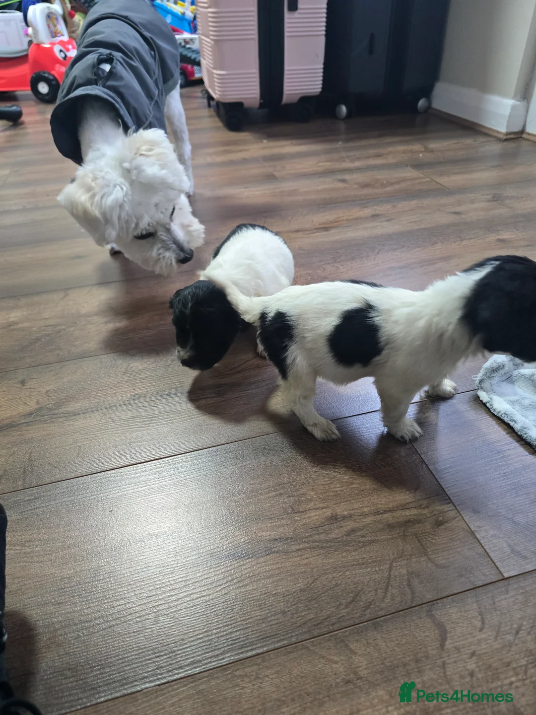 Mixed Breed dogs for sale: Malchi puppies  - Advert 11