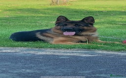 German Shepherd dogs for sale: German Shepherd Pups for Sale  - Image 9