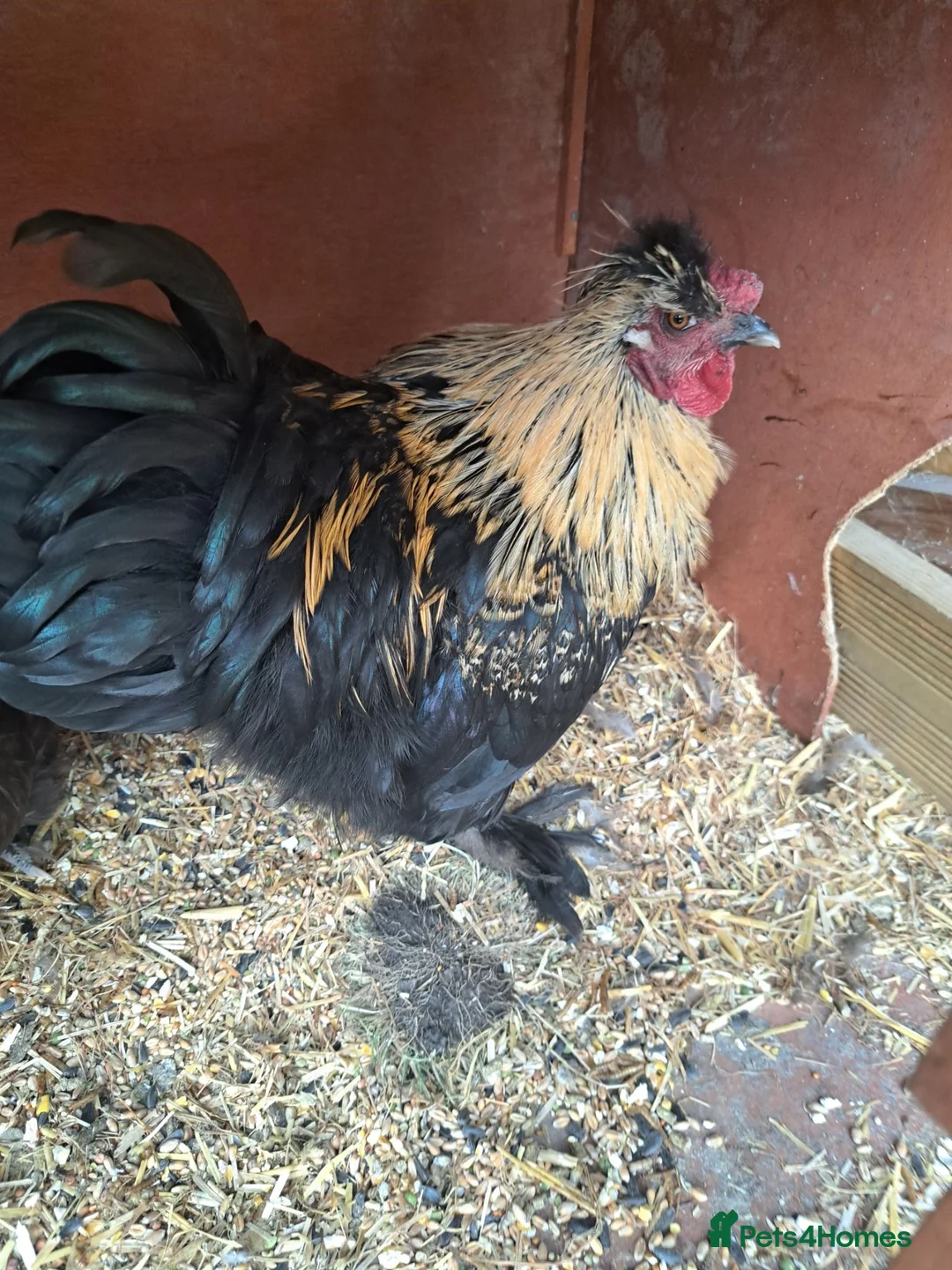 Chickens poultry for sale: Lovely Cockerel Silkie Cross - Advert 1