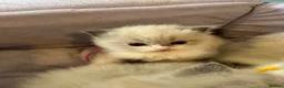 Ragdoll cats for sale: 4 beautiful ragdoll kittens  - Advert 17