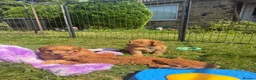 Cavapoo dogs for sale: Beautiful Red Toy Cavapoo Puppies - Advert 12
