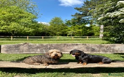 Dachshund dogs for sale: Dachshund  - Image 9