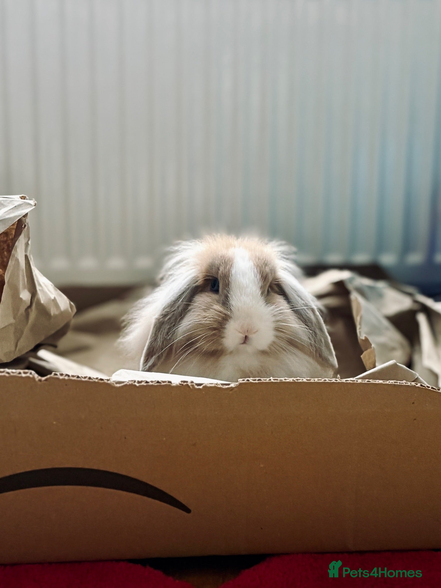 Mini Lop rabbits Looking for my forever home.  - Advert 2