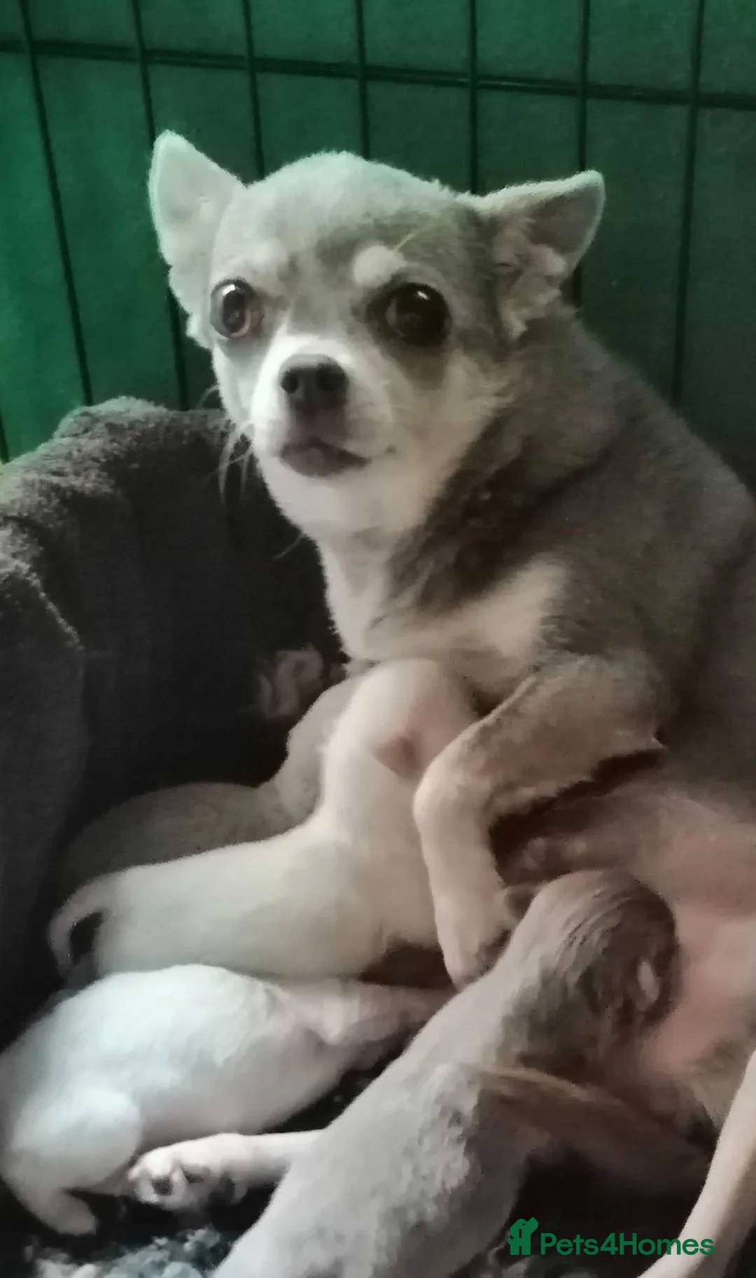 Chihuahua dogs for sale: TINY CHIHUAHUA BOY in Newquay - Advert 4