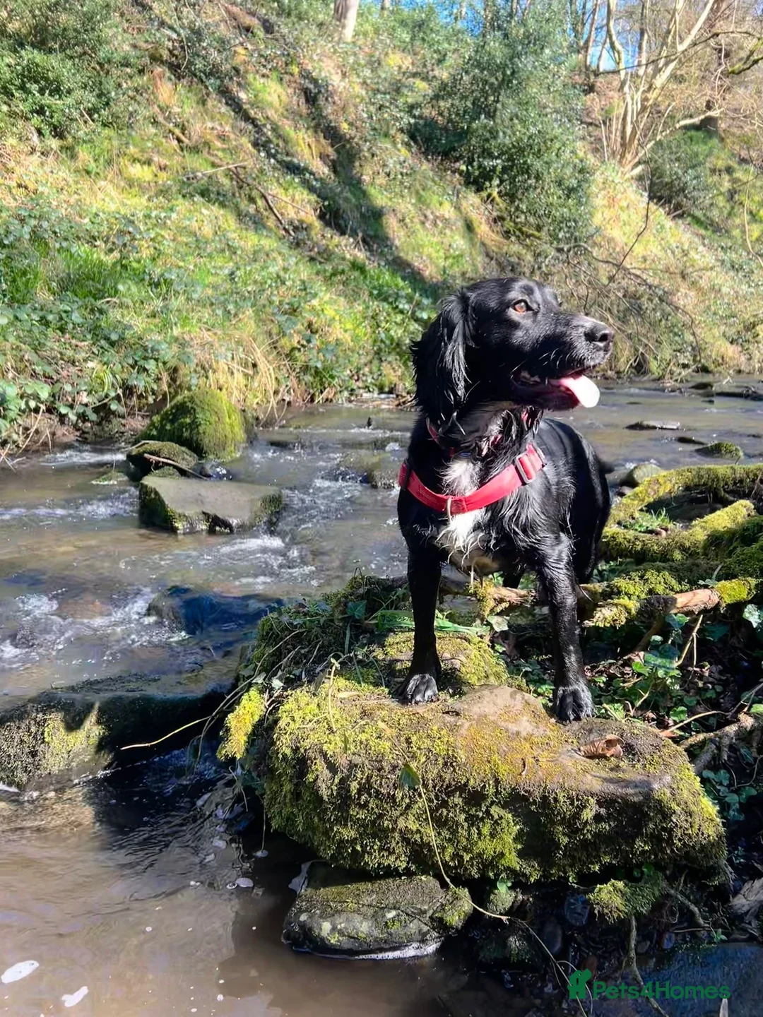 Cocker Spaniel dogs for sale: Cocker Spaniel for sale - Advert 2