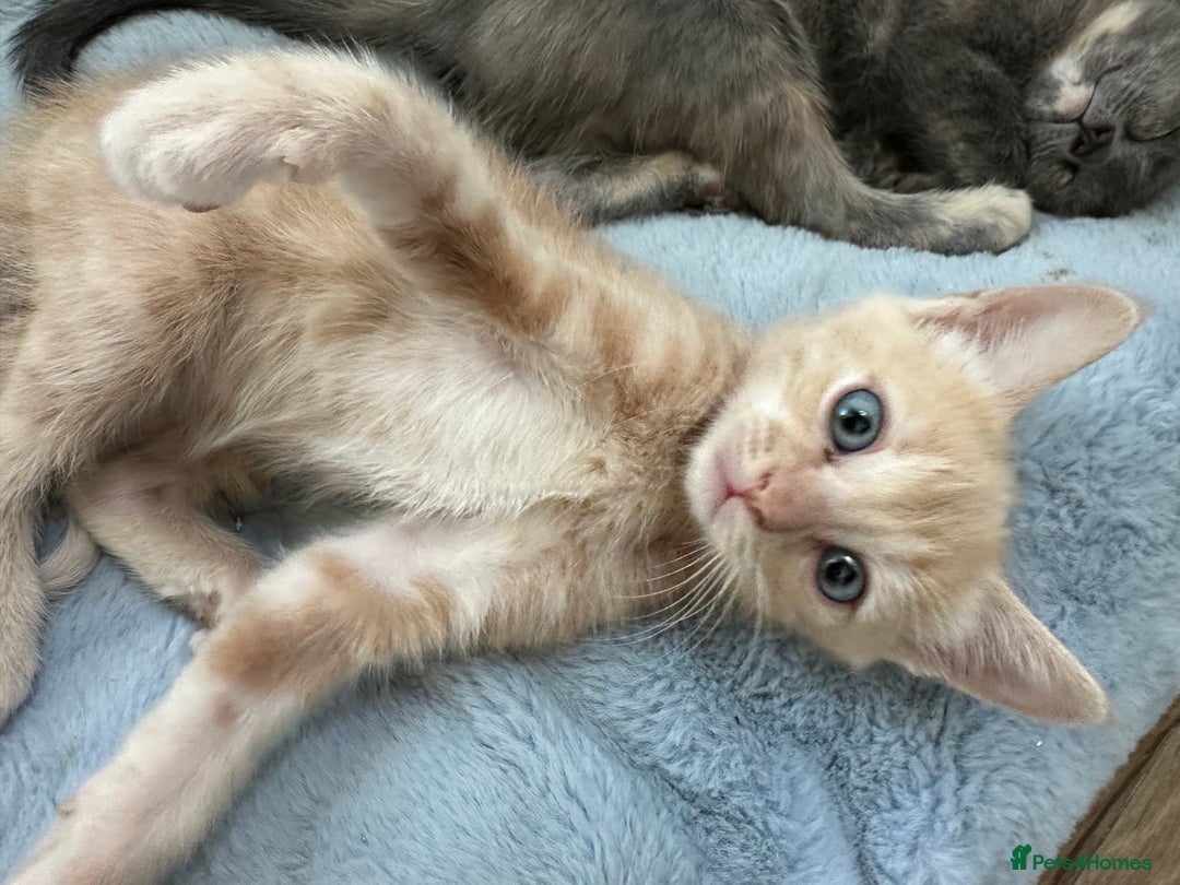 Ragdoll cats for sale: 6 beautiful well loved kittens. 2 girls remaining - Image 15