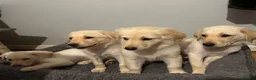 Mixed Breed dogs for sale: puppies - Advert 3