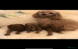 Toy Poodle dogs for sale: Tiny toy poodle puppies  Asian lines  - Image 1