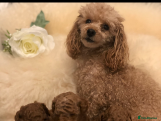 Toy Poodle dogs for sale - Advert 1