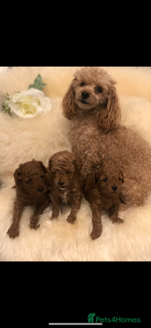 Toy Poodle dogs - Advert 1