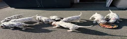 Dalmatian dogs for sale: JUST 3 BOYS LEFT READY THIS WEEK  - Advert 25