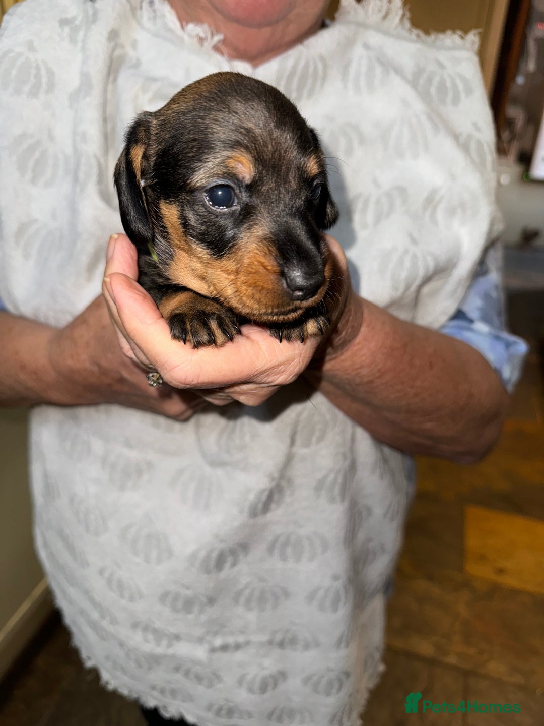 Miniature Dachshund dogs for sale: Adorable Miniature Wired haired Dachshund puppies - Advert 6