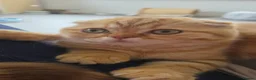 Scottish Fold cats for sale: READY NOW RARE INSTAGRAM KITTENS  - Advert 11
