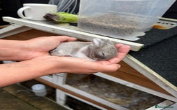 Mini Lion Lop rabbits for sale: Adorable, grey bunny - Image 6
