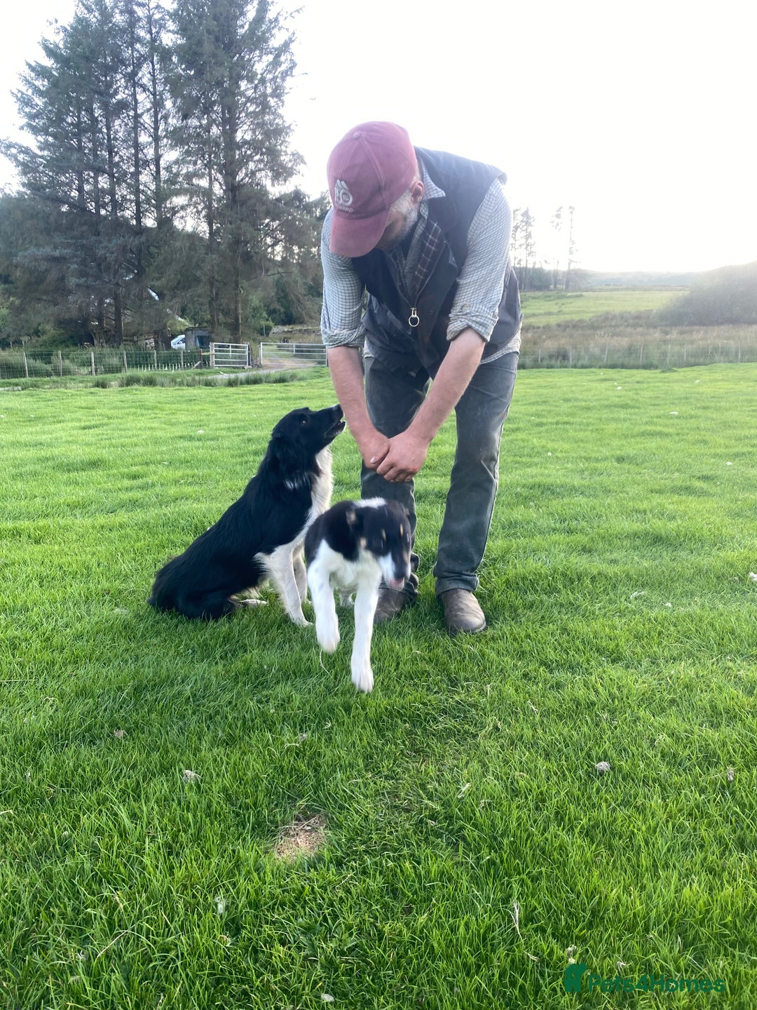 Border Collie dogs for sale: Tri coloured border collie pups - Image 6