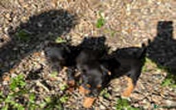 Jack Russell dogs for sale: Adorable Jack Russell Puppies for Sale! - Image 4