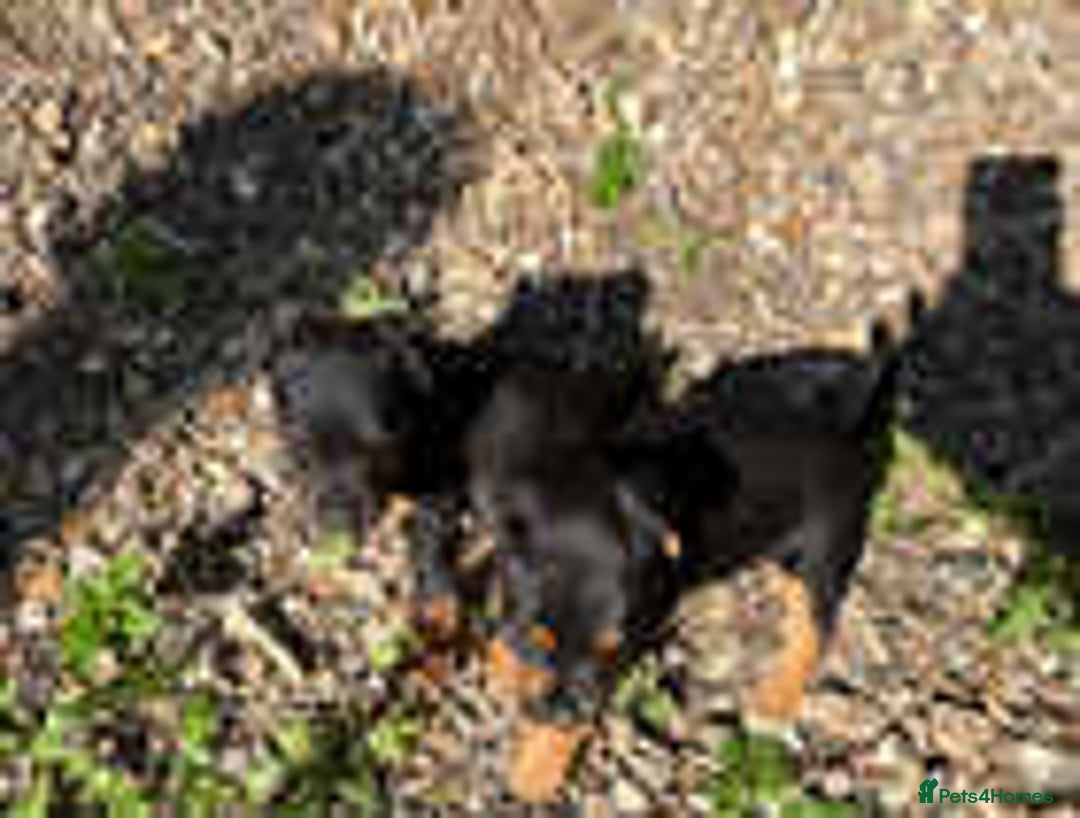Jack Russell dogs for sale: Adorable Jack Russell Puppies for Sale! - Image 4