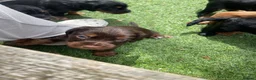Cocker Spaniel dogs for sale: Beautiful working cocker spaniel puppies - Advert 17