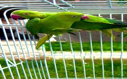 Ringnecks birds for sale: birds - Image 5