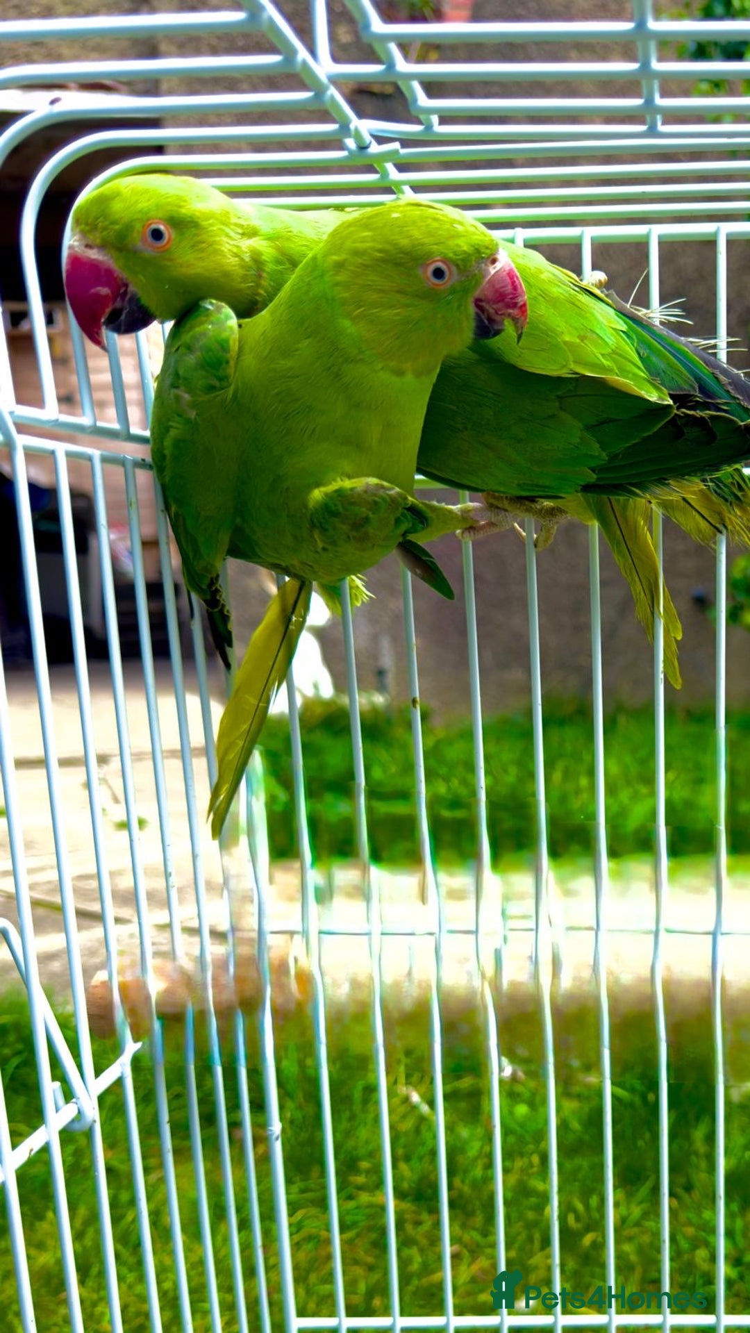 Ringnecks birds for sale: birds - Image 5