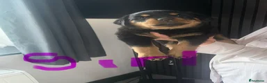 Purple girl