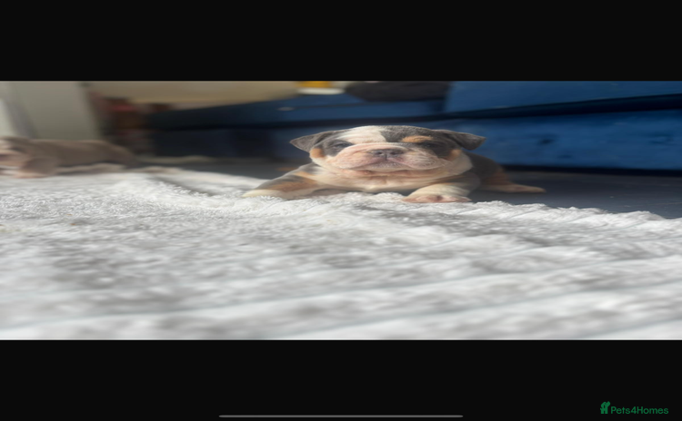 English Bulldog dogs - Advert 2