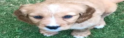 Mixed Breed dogs for sale: DAKOTA RETRIEVER CROSS COCKERLIER PUPPIES - Advert 3