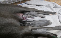 Staffordshire Bull Terrier dogs for sale: 6 Beautiful Staffordshire bull terrier puppies, - Image 1