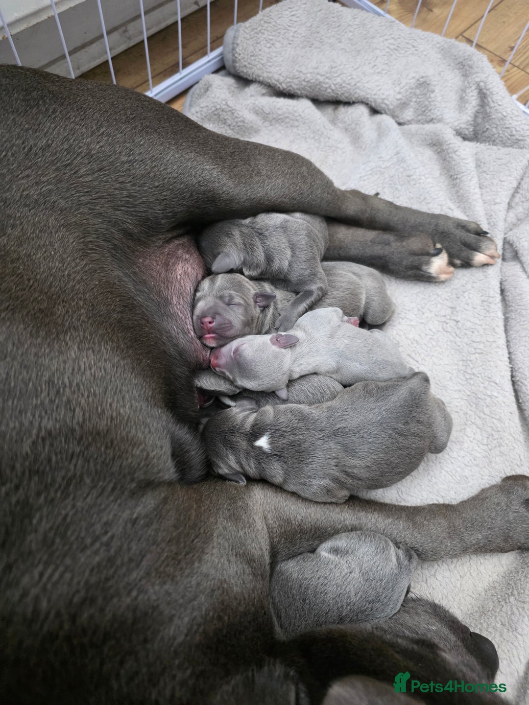 Staffordshire Bull Terrier dogs for sale: 6 Beautiful Staffordshire bull terrier puppies, - Image 1