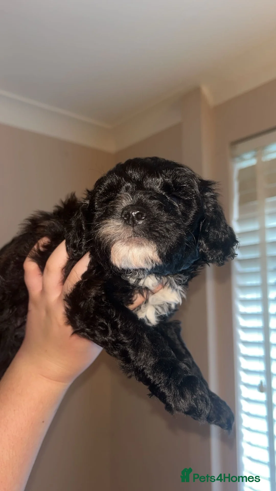 Maltipoo dogs for sale: Stunning Maltipoos 😍😍 - Advert 5