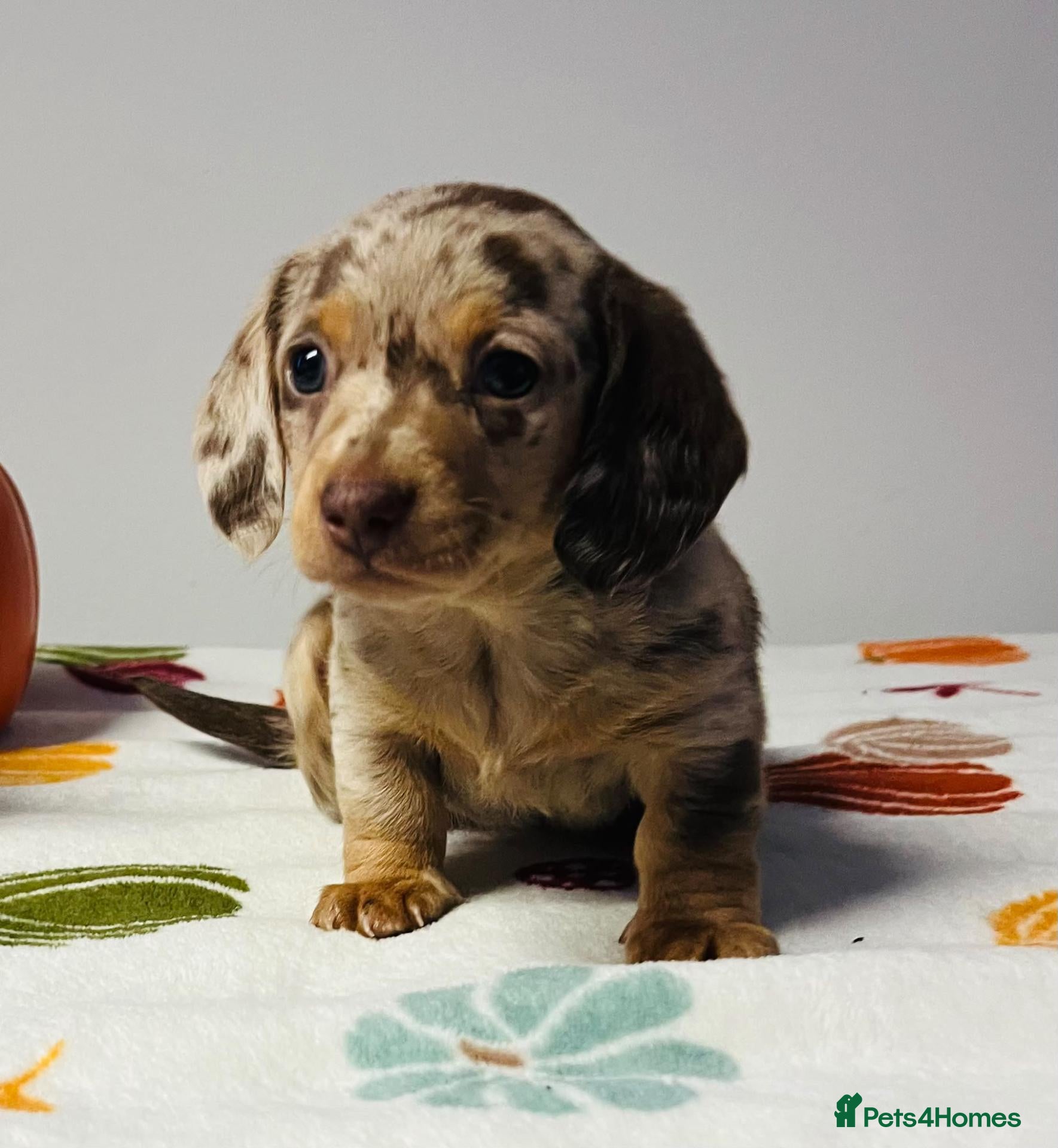 Miniature Dachshund dogs for sale: Miniature dachshund puppies - vet checked - Advert 1